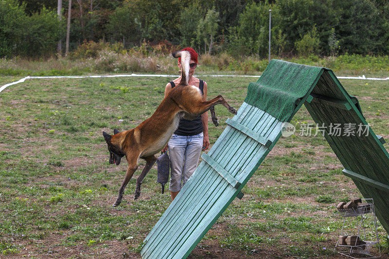 荷兰牧羊犬跳过障碍