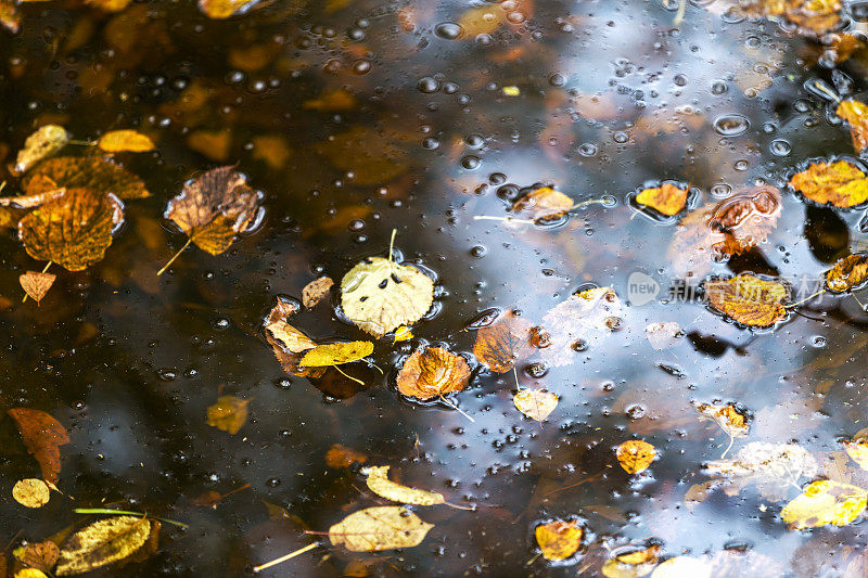 飘浮在溪中的秋叶