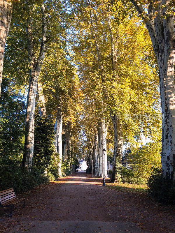 公园里秋树成行的小巷