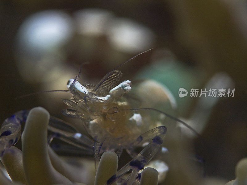 孔雀尾海葵虾