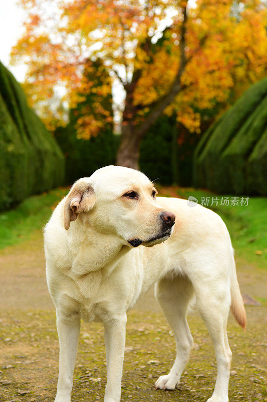 英国的拉布拉多寻回犬