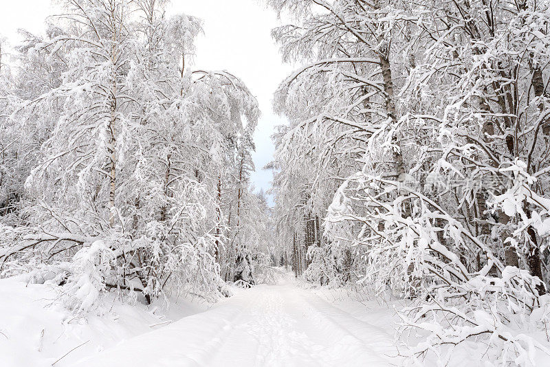 冰雪覆盖的道路穿过冬天的森林