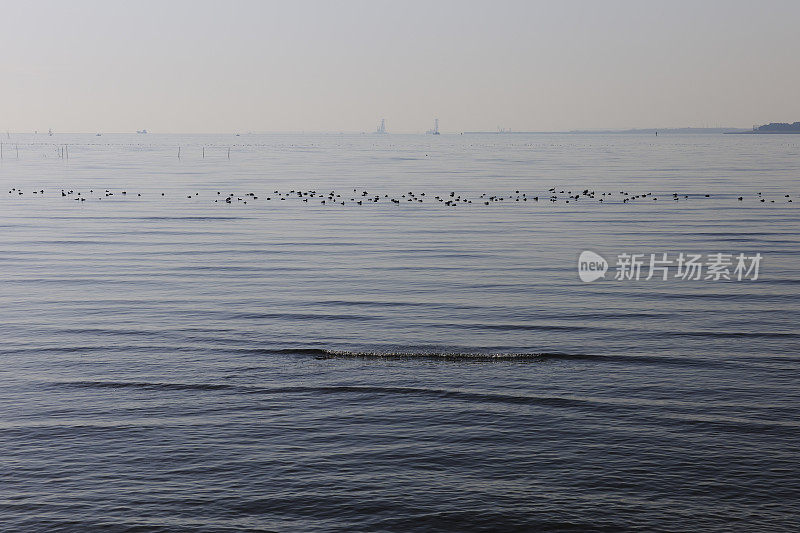 东京湾的浅海和海鸟