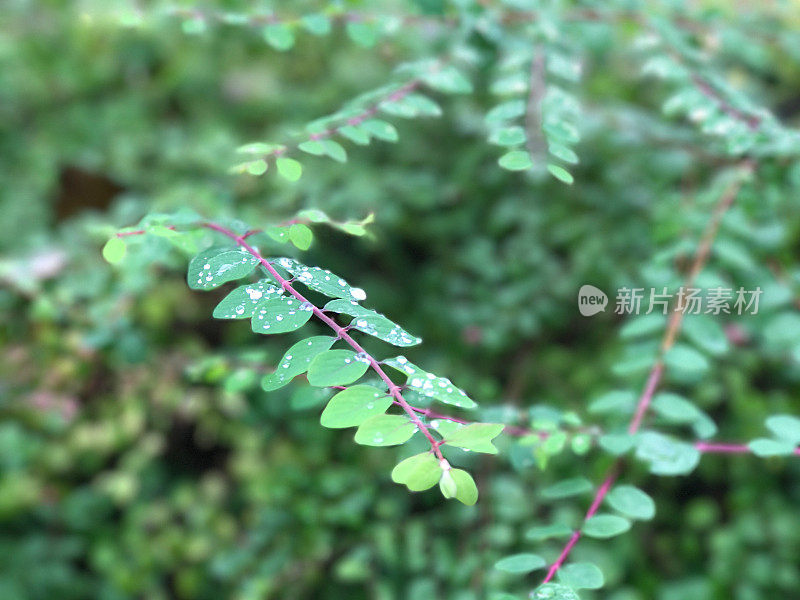 雨滴