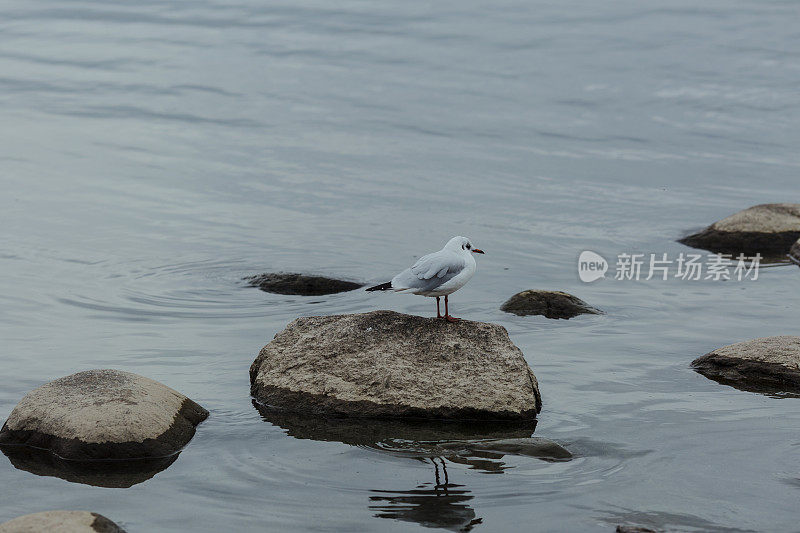 水边一块石头上孤零零的海鸥