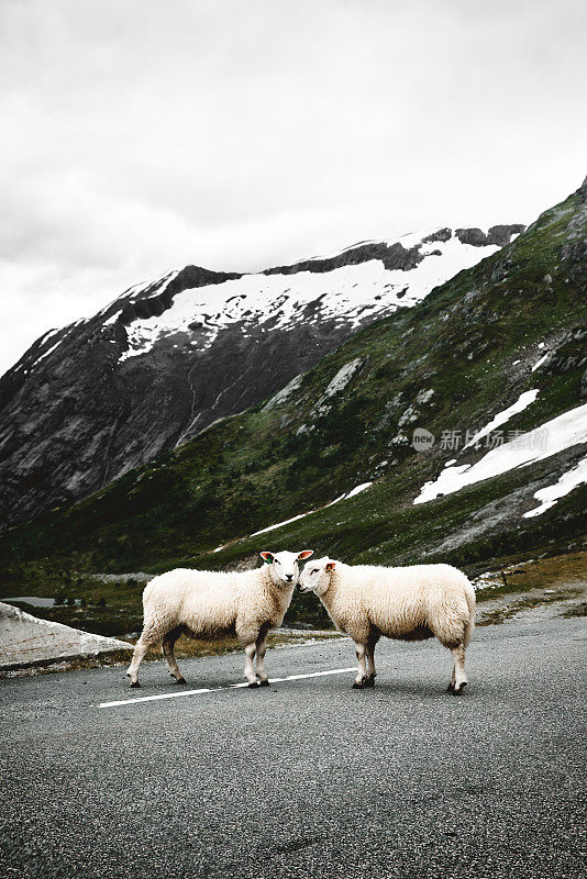 两只绵羊在诺威山的一条路上，路上有积雪