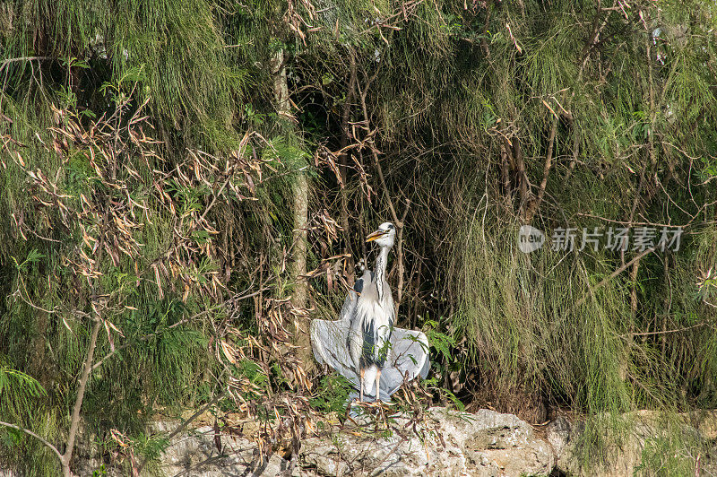 苍鹭,Ardea灰质