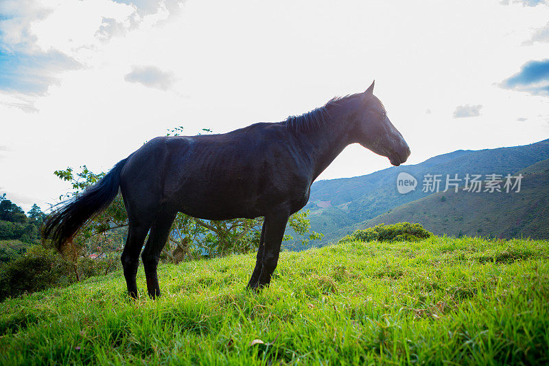 山上的黑马