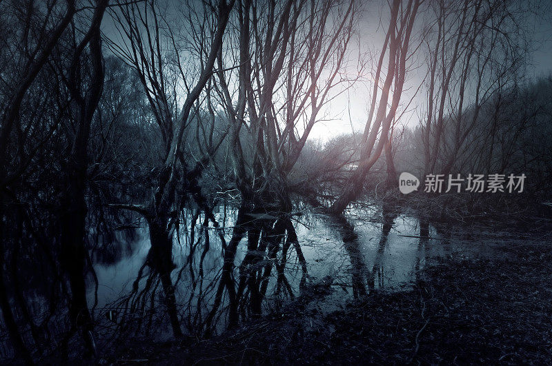 悲观的沼泽。水中树木的倒影。日落的景色