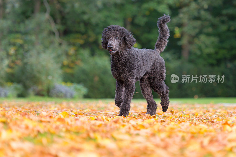 秋叶中的狗——帝王卷毛狗或大卷毛狗
