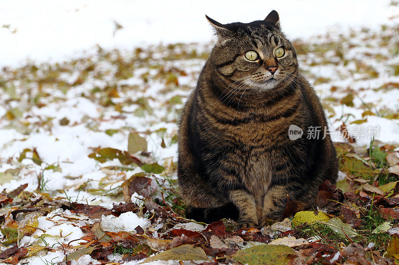 一只看起来很滑稽的小肥猫