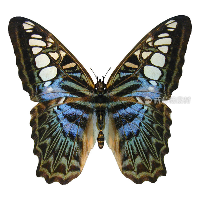 3D渲染蝴蝶在白色