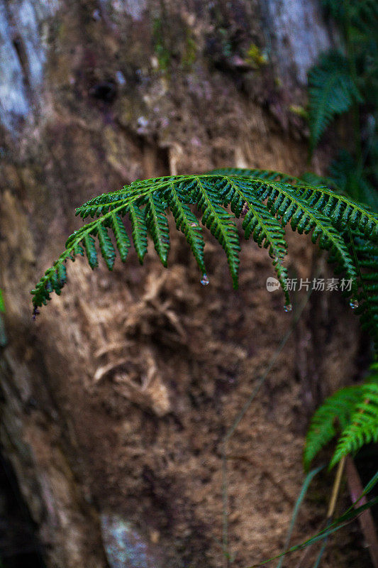 灌木蕨类植物。背景