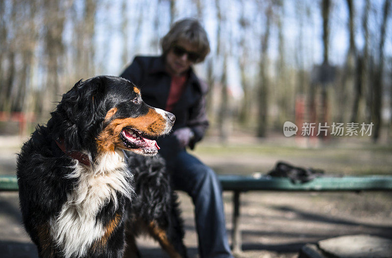 吸引人的50岁成熟女人正在刷伯恩山犬