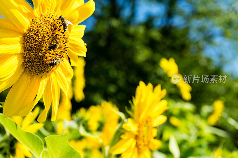 三只蜜蜂在向日葵的侧面观看