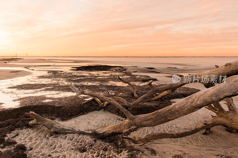 日落时分的浮木海滩
