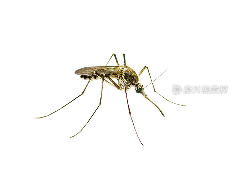 黄热病，疟疾或寨卡病毒感染的蚊虫在白色上分离