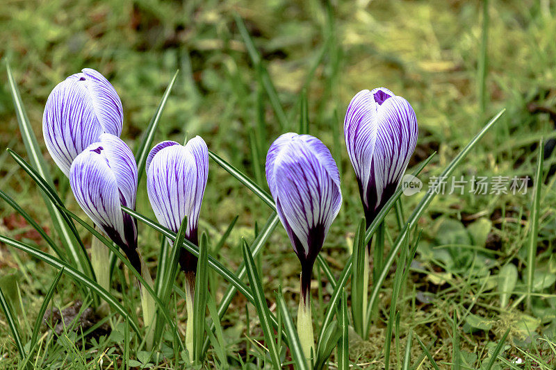 春紫色的毛茸茸花带春天的草地