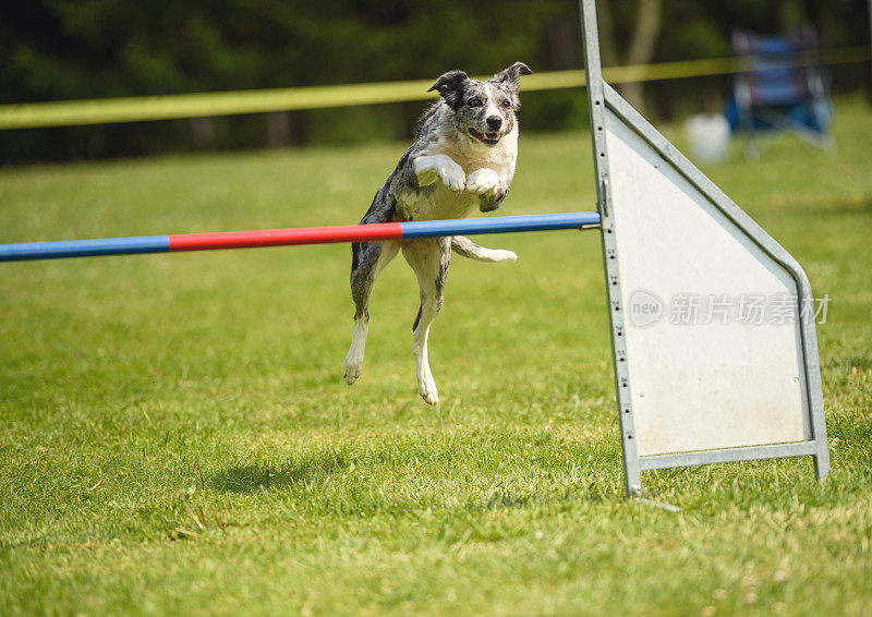 澳大利亚牧羊犬被困在空中