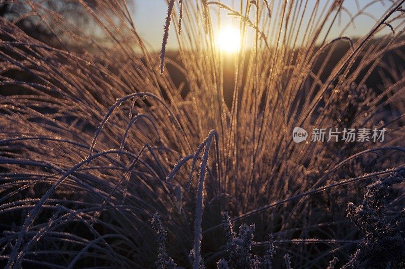 冬季日出时的希思