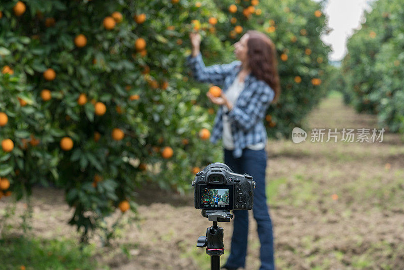 快乐的中年女人在橘子花园拍视频