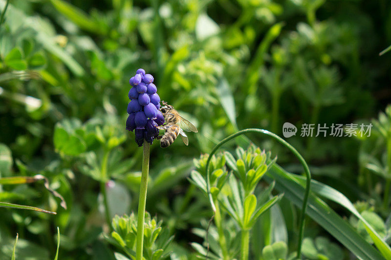 蜜蜂采摘葡萄风信子