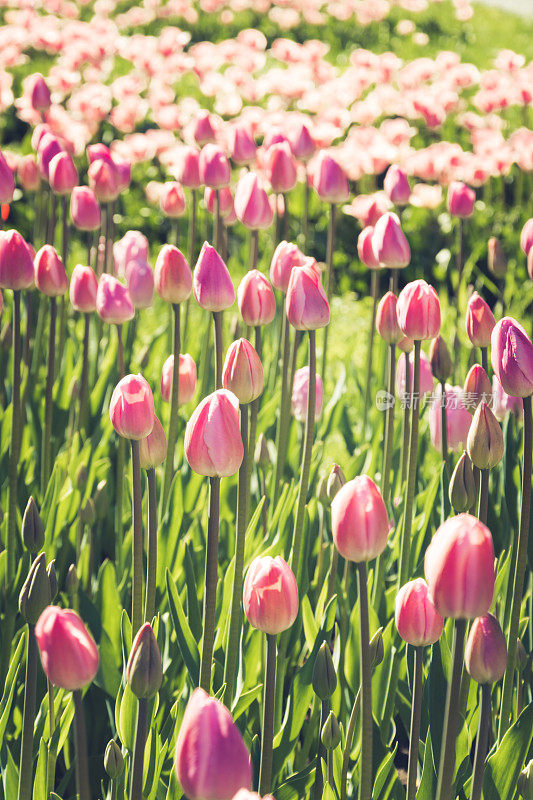 在春天阳光明媚的花园里，许多美丽的粉红色郁金香和绿叶。花卉图案。在户外。