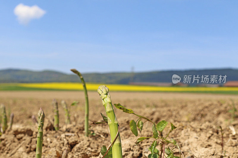 4月芦笋