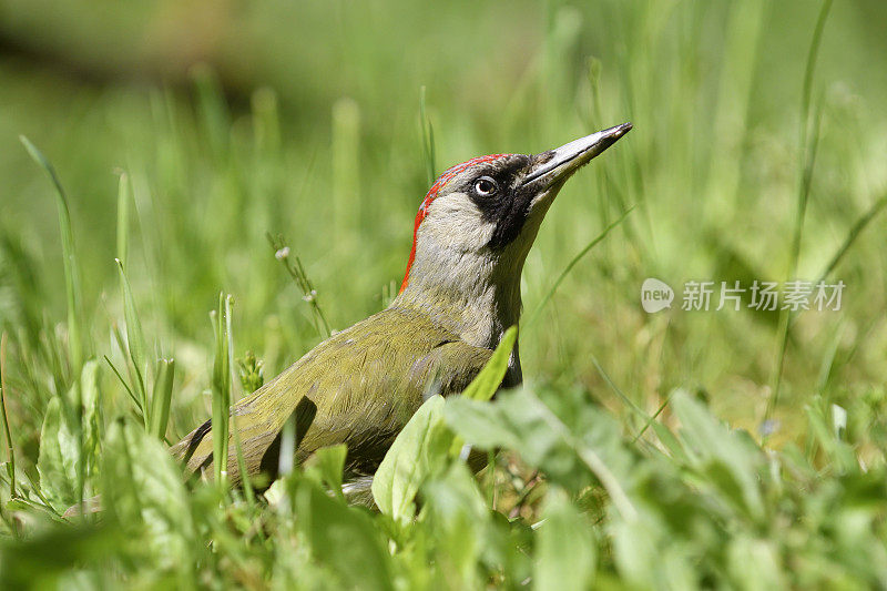 雌欧洲绿啄木鸟