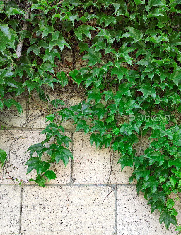 墙上长着常春藤。