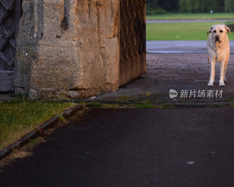 英国的拉布拉多寻回犬