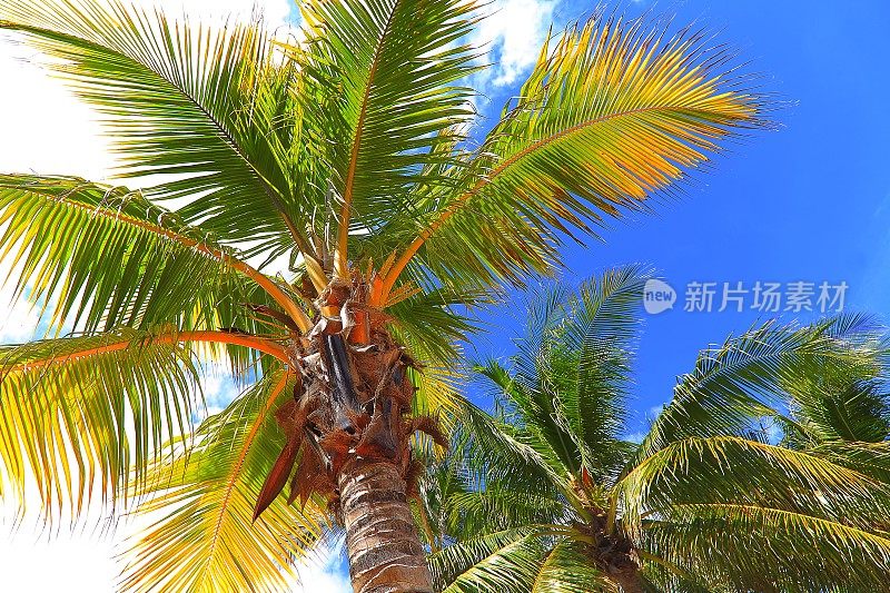 波利尼西亚热带放松，在棕榈树的叶子叶子-夏威夷群岛，美国