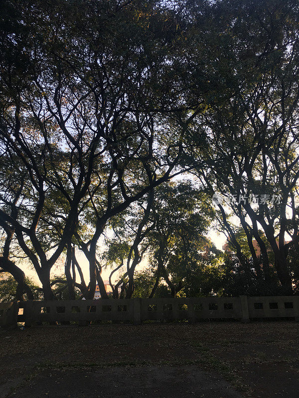 宽阔的铺有树木的院子，在日落的光照亮的背景