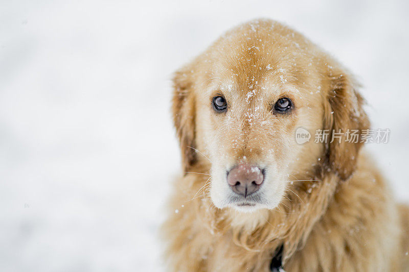 雪天里的金毛猎犬