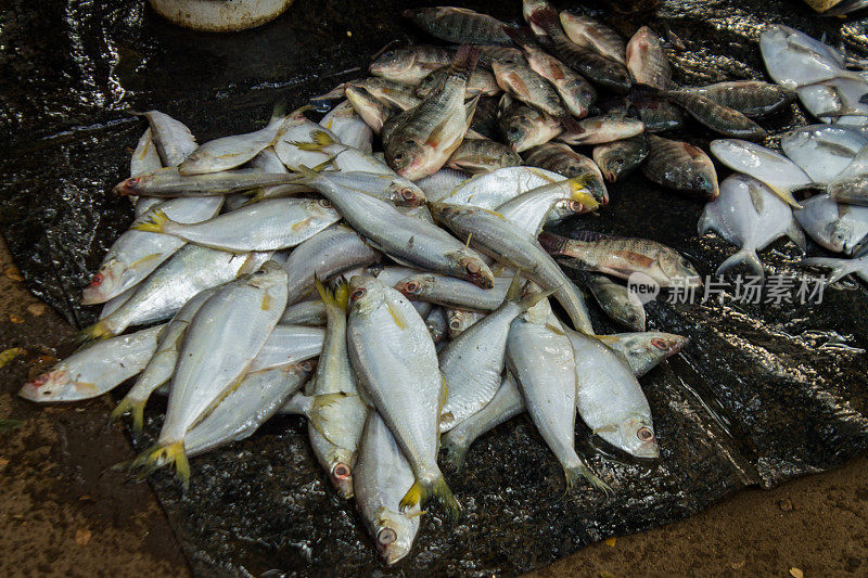 印度当地市场上出售的各种鱼类