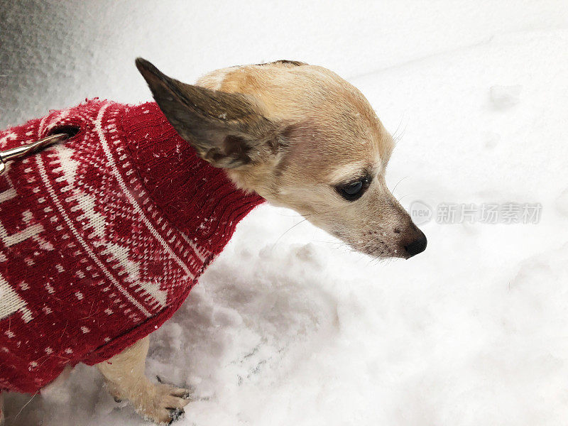 可爱的小狗和冬天的毛衣在雪地里