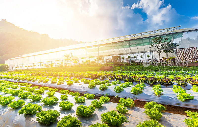 泰国北部的有机水培蔬菜温室