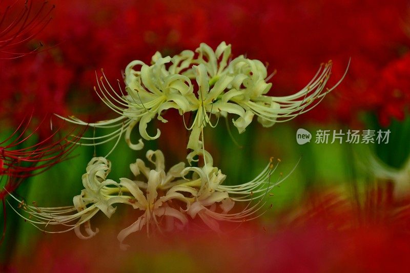 蜘蛛百合花，日高市，日本