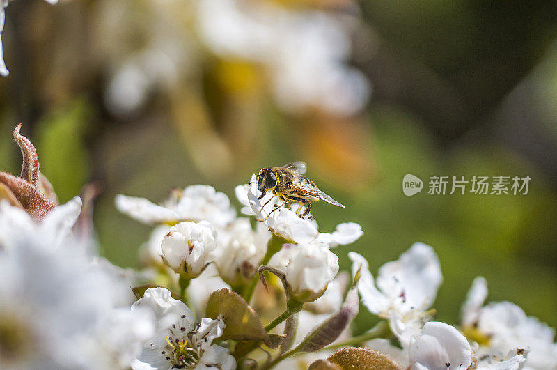 蜜蜂将花蜜