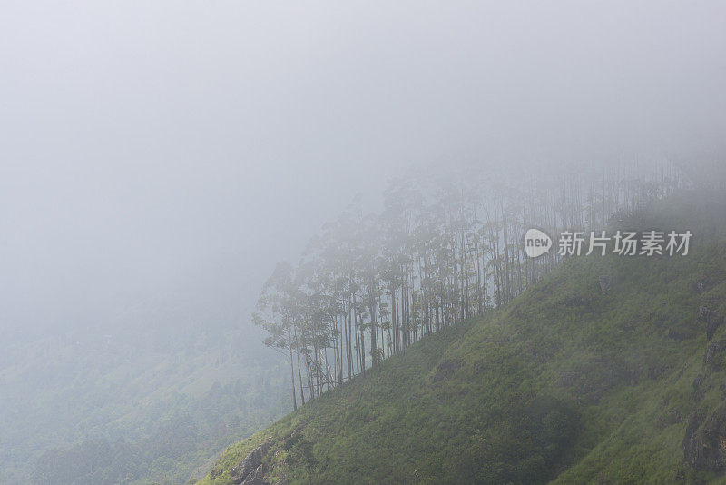 斯里兰卡艾拉附近山坡上的薄雾中的树木