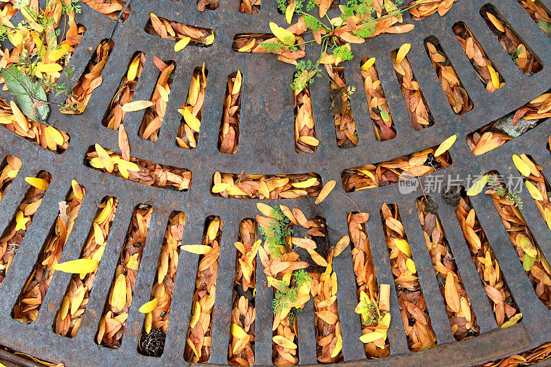 铁炉排与秋天的树叶