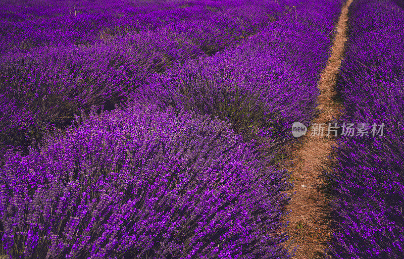 紫色的薰衣草场