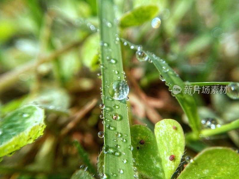 水滴在绿色的草地上