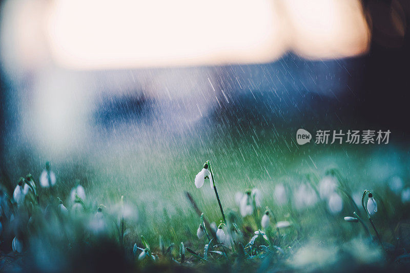 雪花莲上的春雨