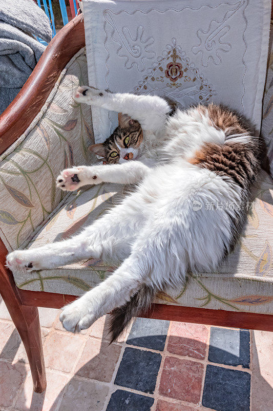 猫夫人-该起床，伸伸懒腰了