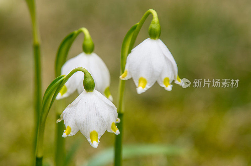 夏天的雪花