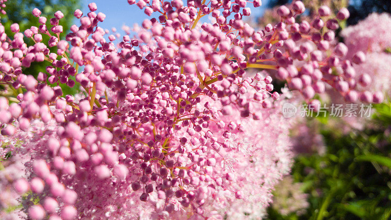 微距摄影-一束粉红色微型花-绣线菊