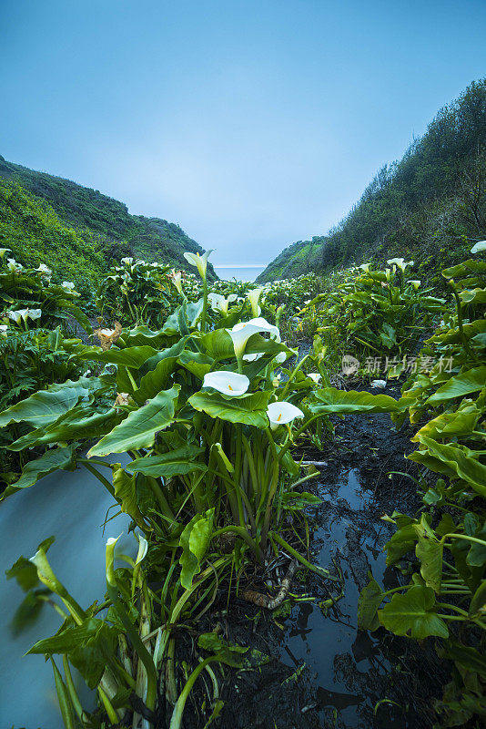 野生马蹄莲在加利福尼亚海岸