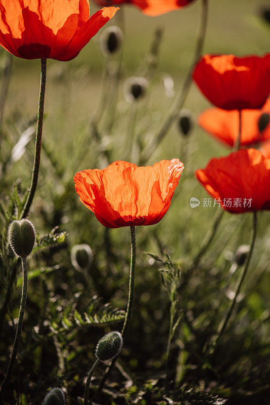 在阳光明媚的夏天，红色的罂粟再次出现在田野里