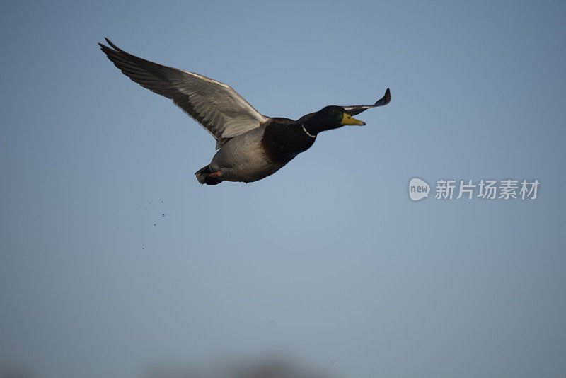 加拿大鹅飞